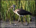 _9SB1489 juvenile white ibis